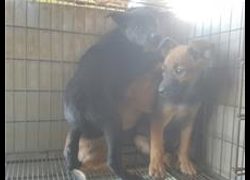 臺中市動物之家南屯園區,編號:199503, 混種犬          