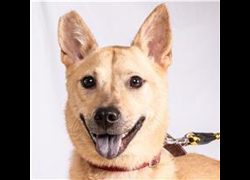 臺北市動物之家,編號:47005, 混種犬          