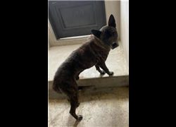 金門縣動物收容中心,編號:240343, 混種犬          