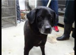 臺北市動物之家,編號:101337, 混種犬          