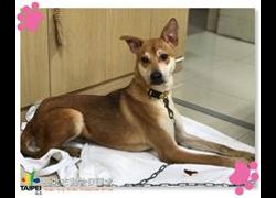 臺北市動物之家,編號:61296, 混種犬          