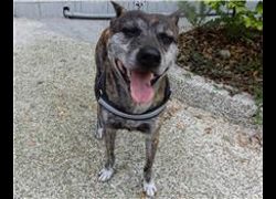 臺北市動物之家,編號:150529, 台灣犬