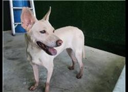 南投縣公立動物收容所,編號:28205, 混種犬          