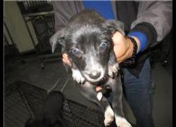 桃園市動物保護教育園區,編號:76081, 混種犬          