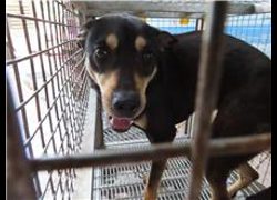 臺南市動物之家灣裡站,編號:251189, 混種犬          