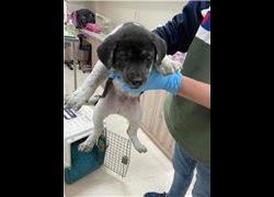 新竹市動物保護教育園區,編號:244720, 混種犬          