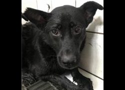 新北市瑞芳區公立動物之家,編號:36001, 混種犬          