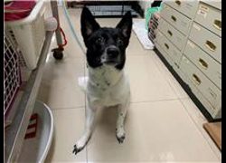 臺北市動物之家,編號:226215, 混種犬          