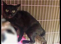 臺北市動物之家,編號:204822, 混種貓                 