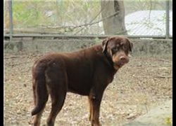 高雄市燕巢動物保護關愛園區,編號:201183, 聖伯納犬                