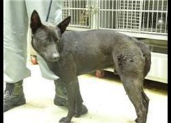 臺北市動物之家,編號:41550, 混種犬          