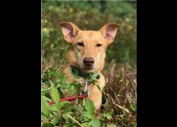 南投縣公立動物收容所,編號:26915, 混種犬          