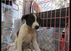新竹市動物保護教育園區,編號:158354, 混種犬          