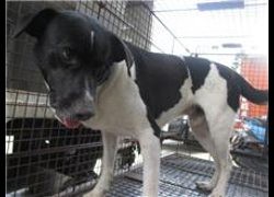 桃園市動物保護教育園區,編號:32971, 混種犬          