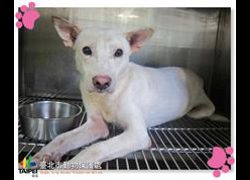 臺北市動物之家,編號:31397, 混種犬          