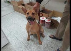 桃園市動物保護教育園區,編號:68877, 混種犬          