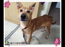 臺北市動物之家,編號:189918, 混種犬          