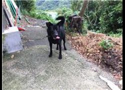 新北市五股區公立動物之家,編號:118993, 混種犬          