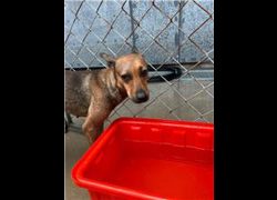 桃園市動物保護教育園區,編號:273545, 混種犬          