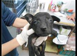 桃園市動物保護教育園區,編號:185732, 混種犬          