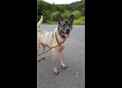 新北市瑞芳區公立動物之家,編號:208903, 混種犬          
